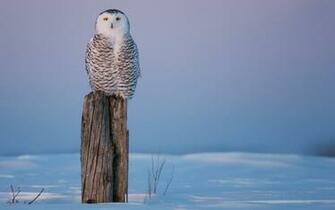 Owl Wallpaper Nature Snow Desktop HD