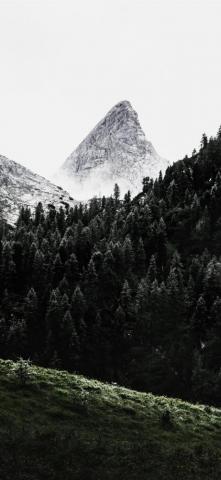 Green Pine Trees Across White Mountain iPhone Wallpaper