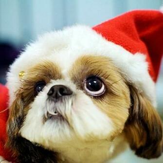 Christmas Pets iPad Wallpaper Dogs