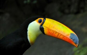 Toucan Wallpaper Weddingdressin