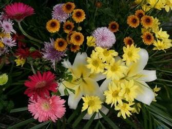 Beautiful Flowers Tropical