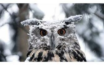 Snowy Owl