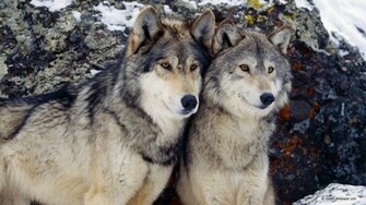 Wallpaper Animal Wolf