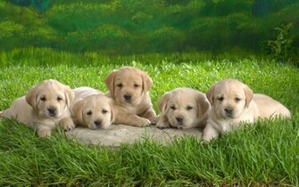 Cute Puppies And Dogs With The Title Some