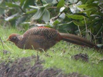 Golden Pheasant Wolferton Birds Wallpaper