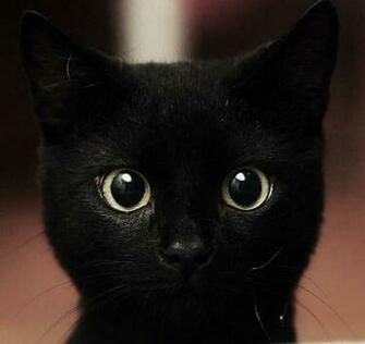 Lt Black Cat Cats Cute Image On Favim