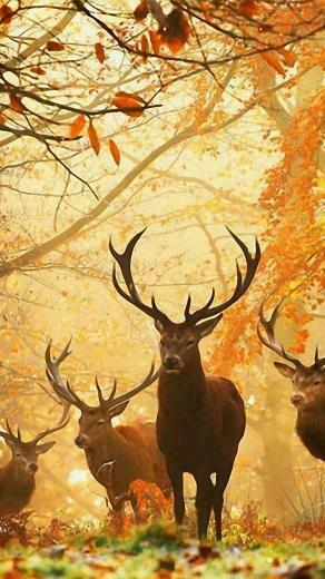 Big Deer iPhone Wallpaper