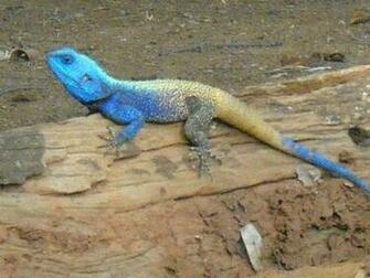 Beautiful Lizard Wallpaper HD