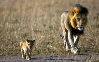 Lion Son Desktop Wallpaper HD