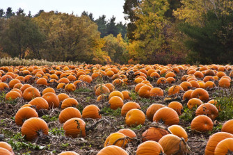 Hilton Head Island Events October November Herman And