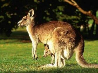 HD Wallpaper Kangaroo Desktop