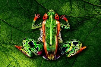 Human Body Painting HD Wallpaper