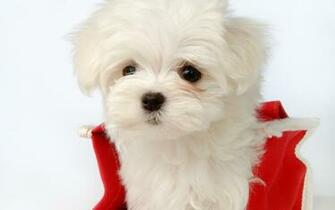 Maltese Puppy Wallpaper