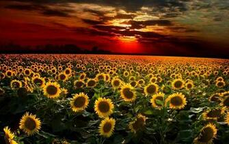 Sunflower Sunset Wallpaper Image Lugares Para Visitar