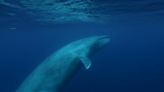 Source Url Smscs Photo Blue Html