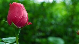 Beautiful Flowers Wallpaper