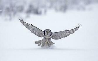 Tag White Owl Wallpaper Background Photos Image Andpictures For