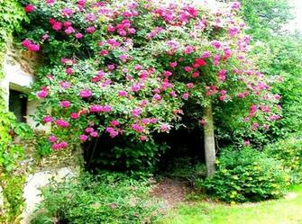 Cottage Flowers Wallpaper