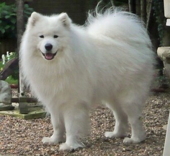 Samoyed Full Desktop Background