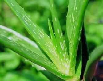 Wallpaper Health Benefits Of Aloe Vera