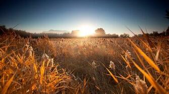 Grain Wheat Wallpaper Desktop Wallpaperlepi