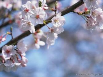 Japanese Sakura Cherry Blossom Wallpaper