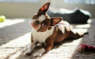 French Bulldog Computer Wallpaper Desktop Background