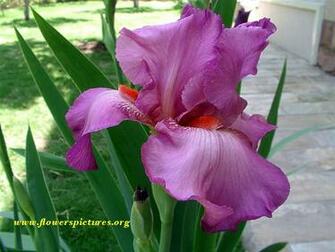 Purple Iris Flower File Large Image Pixels 49mb