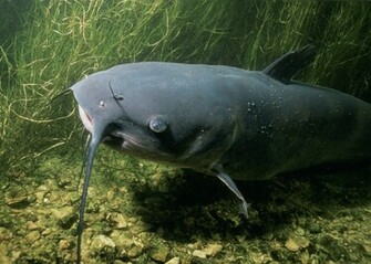 85336d1320382621 Catfish Image Jpg