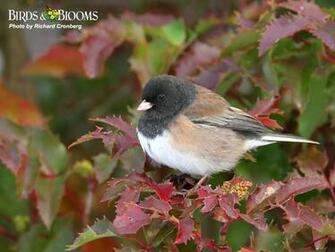 Birding Birds Blooms