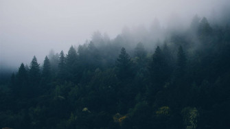 Forest Wallpaper