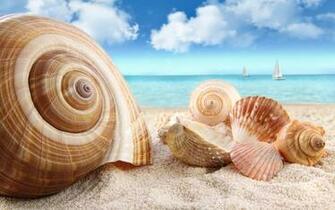 Seashell Wallpaper
