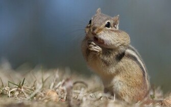 Chipmunk Wallpaper
