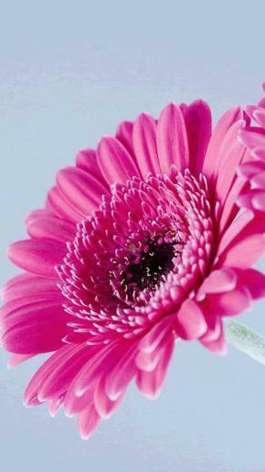 Flower iPhone Plus Wallpaper HD