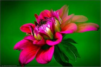 Wallpaper Dahlia Flower Flora Desktop