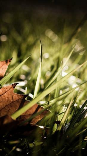 Fall iPhone Wallpaper