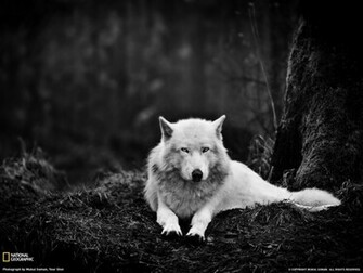 Gray Wolf Wallpaper Wall4ever