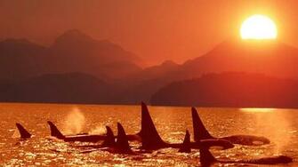 Whales In The Twilight HD Animal Wallpaper Pet Love Amazing