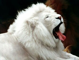 Lion Wallpaper 3d HD Background