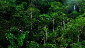 HD Nature Image Wallpaper Of Natures Organic Plants Windows