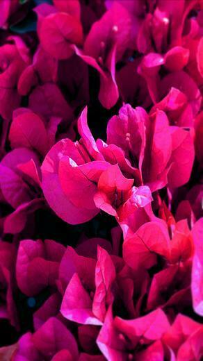 Purple Flower Mobile Wallpaper Flowers
