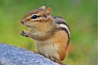 Chipmunk Pictures Sky HD Wallpaper