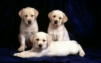 Yellow Lab Puppies Desktop Wallpaper