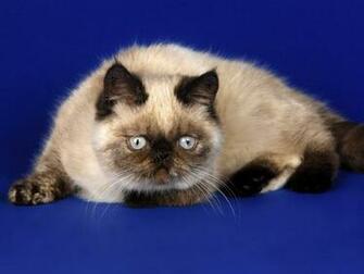 Cats Wallpaper High Quality And Resolution