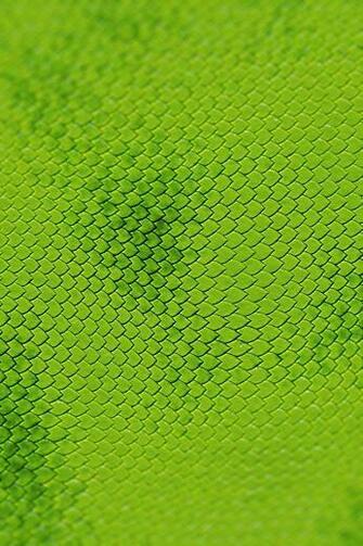 Reptile Skin iPhone Wallpaper Textures