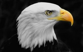 Eagle Wallpaper