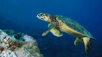Turtle Wallpaper