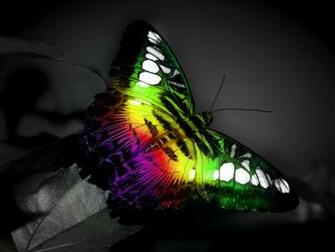 Butterfly Computer Wallpaper Desktop Background Id