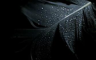 Wet Water Wallpaper Drops Black Background