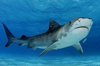 Cute Baby Sharks Wallpaper